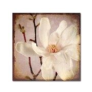 TRADEMARK FINE ART LightBoxJournal 'Paper Magnolia Closeup' Canvas Art, 14x14 ALI10409-C1414GG